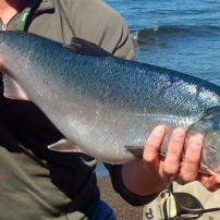 Salmon is rightfully one of the most popular species with local anglers.