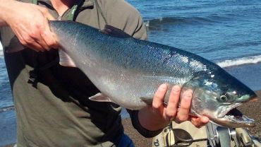 Salmon is rightfully one of the most popular species with local anglers.