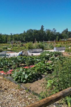 The New Victory Gardens