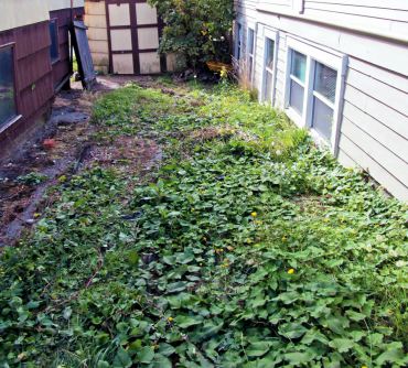 A nasty mix of bindweed, buttercup, dandelions, prickly lettuce and grass overtaking planting areas and a driveway. A patch of weeds run amuck becomes a nightmare to control; weed seeds can remain viable in the soil for years. Avoid the battle and control weeds before they overtake an area.