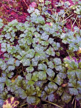 Creeping buttercup