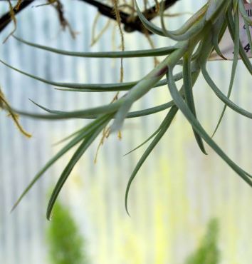 Tillandsias (Air Plants)