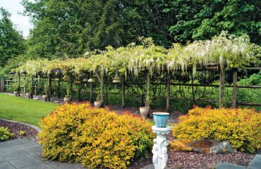 Wysteria with Spirea in foreground