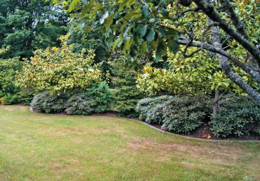 Side yard bordered with magnolias, azaleas and various flowering shrubs