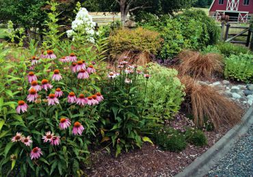 Pink echinacea, white phlox, autumn joy sedum and Bronze Carex