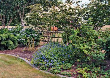 Hydrangeas, hardy geraniums and roses