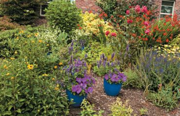 Yellow rudbeckia, pots of petunias, Crocosmia Lucifer and roses tucked here and there