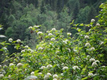 Pacific ninebark (Physocarpus capitatus)