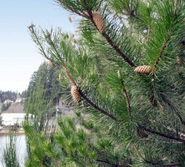 Shore pine (Pinus contorta)