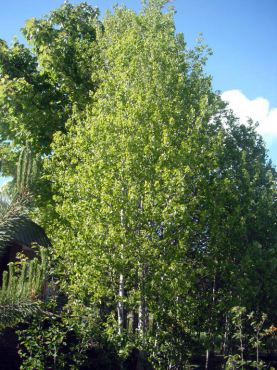 Quaking aspen (Populous tremuloides) often spreads by suckers, forming clonal stands or groves.