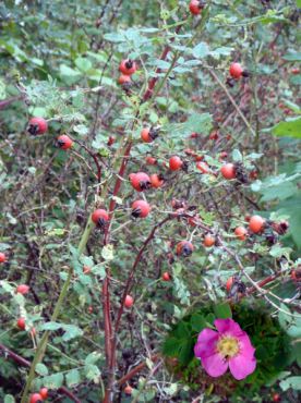 Nootka rose (Rosa Nutkana)