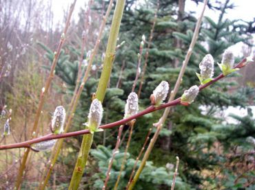 Sitke willow (Salix sitchensis): Willow stems that are stuck directly in the ground will root and grow.
