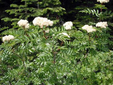 Western mountain ash (Sorbus scopulina)