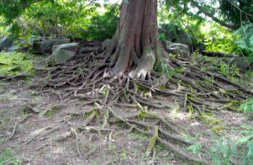 Western red cedar (Thuja plicata) creates an intricate web of roots.