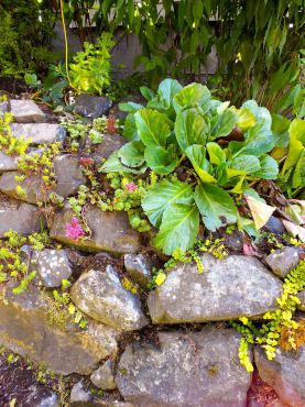 Succulents and bergenia in a rocky wall at the Smarts' garden