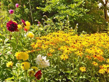 Dahlias and black-eyed susans in the O'Briens' cottage garden