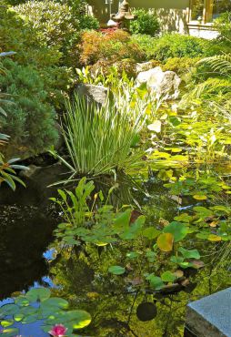 Water lilies in the Peccheninos' pond