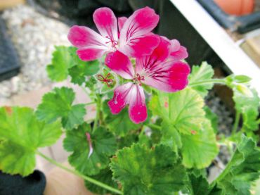 Scented Pelargoniums