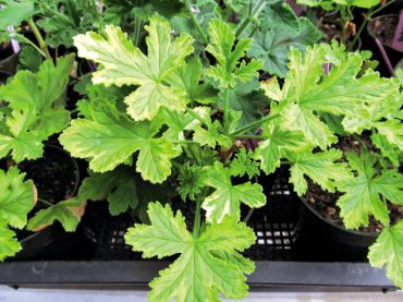 Scented Pelargoniums