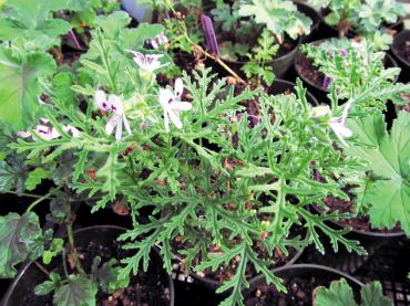 Scented Pelargoniums