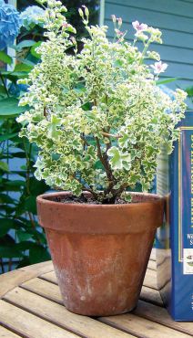 Scented Pelargoniums