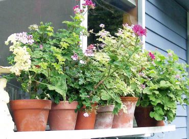 Scented Pelargoniums