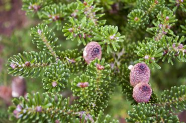 Abies koreana, Korean fir, has stiff, blunt needles and upright cones.