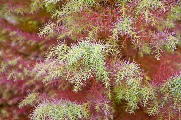 Cryptomeria "Elegans," Japanese cedar, lures with its unique winter coloration and fluffy, soft needles.