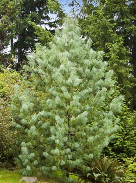 Pinus wallichiana with its silky, pendant needles resembles a pampered pooch.