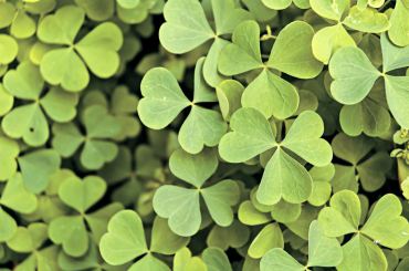One type of green manure, clover