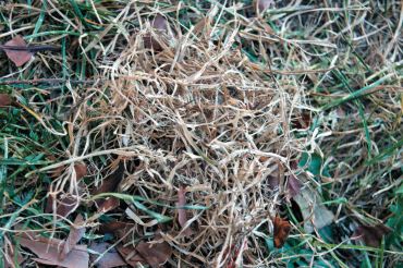 Grass and leaves