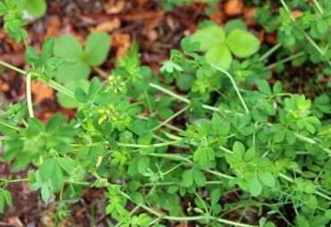 Birdsfoot trefoil