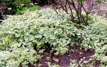 Bishops weed: Some gardeners like bishop's weed as a groundcover because of its variegated leaves, but if you're not careful, this plant will take over the garden.