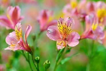 Peruvian lily: The Peruvian lily is a favorite in bouquets but in the garden, this plant becomes a pest.