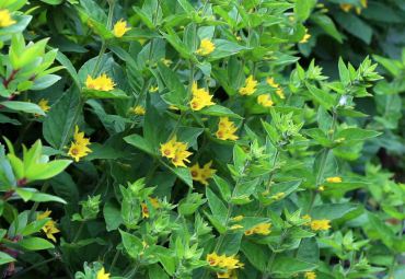 Yellow loosestrife: Lysimachia punctata is a cousin of Lysimachia vulgaris, a noxious weed in Washington state that is also known by the common name of yellow loosestrife or garden loosestrife.