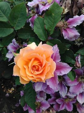 Roses are a nice addition to any perennial garden and are great companions with clematis. Shown is the 'Honey Perfume' floribunda rose with a 'Nelly Moser' clematis.