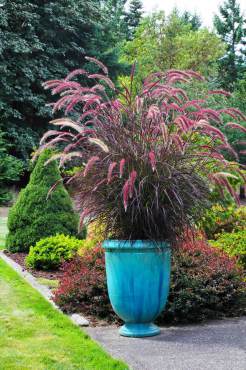 Fountain grass — Pennisetum setaceum "Rubrum"