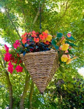 Hanging basket in a maple tree. Basket contains impatiens and begonias.