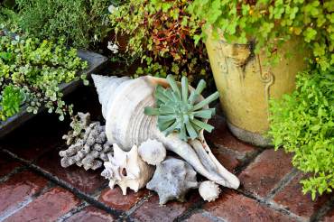 Shell planted with an Echeveria runyonii "Topsy Turvy"