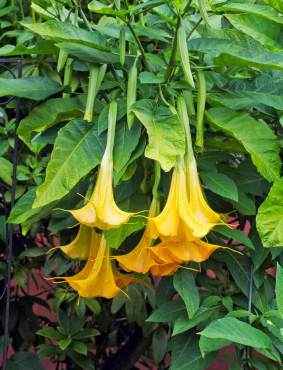 Brugmansia "Charles Grimaldi"