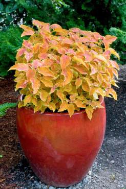 Red container with Coleus — Solenostemon scutellarioides "Cathedral Windows"