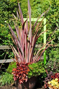 New Zealand flax — Phormium "Guardsman," Coral bells — Heuchera "Electra," and Succulent — Aeonium "Blushing Beauty"
