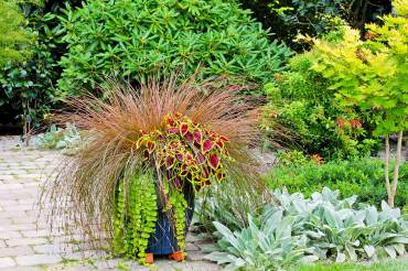 New Zealand Hair Sedge — Carex comans "Bronze," Coleus — Solenostemon, Golden creeping Jenny — Lysimachia nummularia "Aurea"