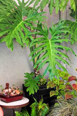 Split leaf Philodendron — Philodendron bipinnatifidum