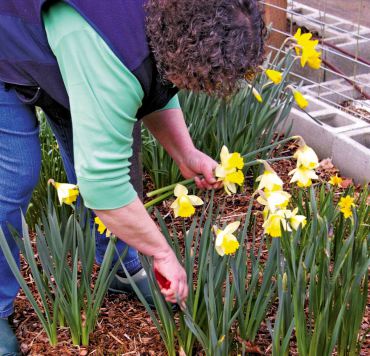 Cathy Tyler cuts daffodils from a patch in front of the cutting garden.