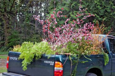 Tyler's pickup loaded with cuttings set aside for her by Bloedel's arborists.
