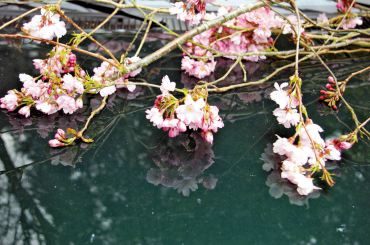 Cherry blossoms set out on the hood of Tyler's truck