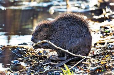 Beaver (Castor canadensis)