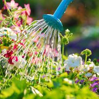 Get The Dirt — Summer Gardening Tips