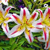 Oriental lily hybrid — more than a dozen flowers on the one stem.